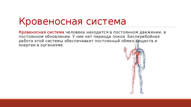 Кровеносная система Кровеносная система человека находится в постоянном движении, в постоянном обновлении. У нее нет периода покоя. Бесперебойная работа этой системы обеспечивает постоянный обмен веществ и энергии в организме. 