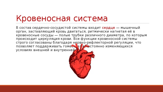 Кровеносная система В состав сердечно-сосудистой системы входит сердце — мышечный орган, заставляющий кровь двигаться, ритмически нагнетая её в кровеносные сосуды — полые трубки различного диаметра, по которым происходит циркуляция крови. Все функции кровеносной системы строго согласованы благодаря нервно-рефлекторной регуляции, что позволяет поддерживать гомеостаз в постоянно изменяющихся условиях внешней и внутренней сред. 