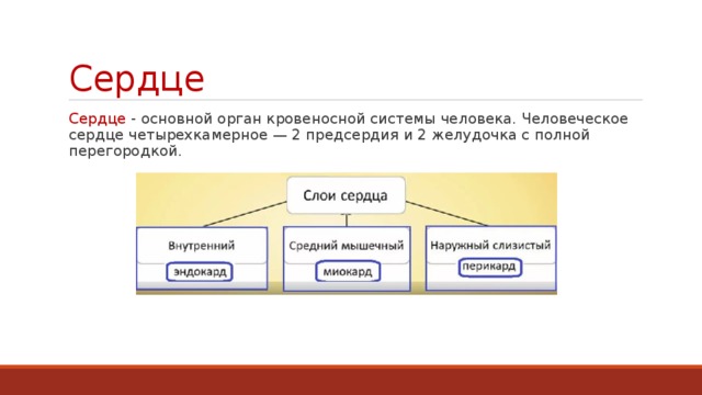 Сердце Сердце - основной орган кровеносной системы человека. Человеческое сердце четырехкамерное — 2 предсердия и 2 желудочка с полной перегородкой. 