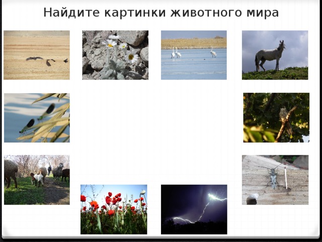 Найдите картинки животного мира 