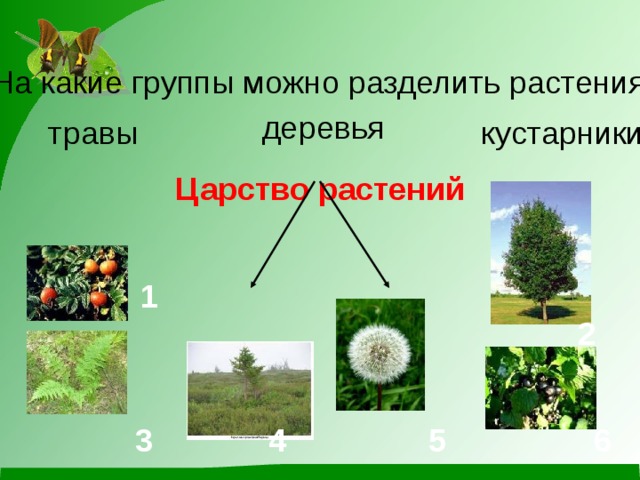 На какие две группы можно разделить растения. Разнообразие растений. Группы растений. Кустарники царство растений. Цартворастенийдеревьякустарникитравы.