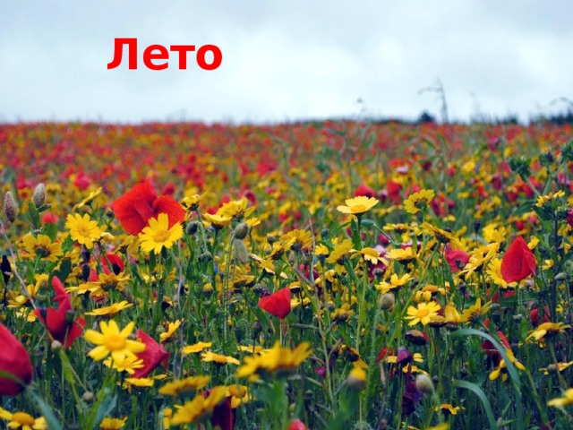 Лето лето 