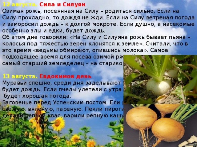12 августа. Сила и Силуян Озимая рожь, посеянная на Силу – родиться сильно. Если на Силу прохладно, то дождя не жди. Если на Силу ветреная погода и заморосил дождь – к долгой мокроте. Если душно, а насекомые особенно злы и едки, будет дождь. Об этом дне говорили: «На Силу и Силуяна рожь бывает пьяна – колосья под тяжестью зерен клонятся к земле». Считали, что в это время «ведьмы обмирают, опившись молока». Самое подходящее время для посева озимой ржи. Начать сев должен самый старший земледелец – на стариковское счастье.  13 августа. Евдокимов день Муравьи спешно, среди дня заделывают входы – будет дождь. Если пчелы улетели с утра в поле –  будет хорошая погода. Заговенье перед Успенским постом. Ели репу свежую, вяленую, пареную. Пекли пироги с репой, делали репной квас, варили репную кашу. 