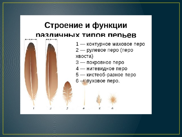 Когда у кайрят вырастают маховые и рулевые перья схема предложения