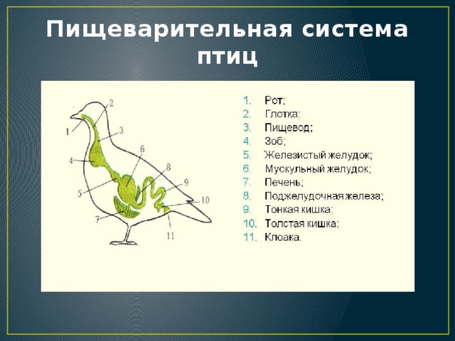 Схема пищеварительной системы у птиц