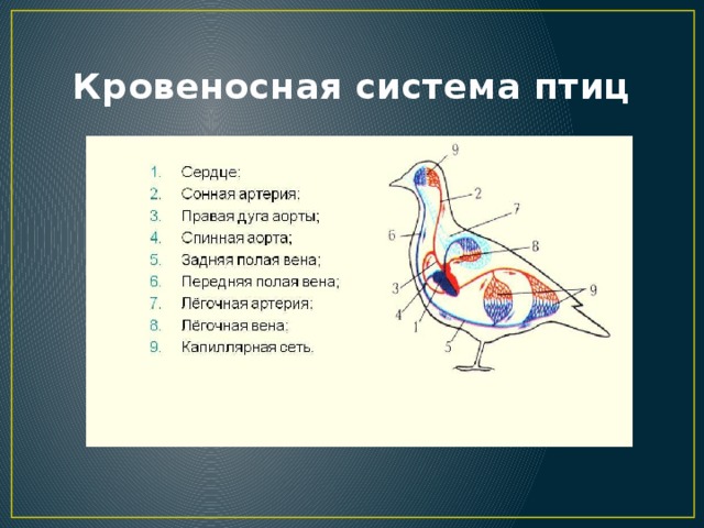 Рассмотрите рисунок цветными карандашами раскрасьте кровеносную систему птицы