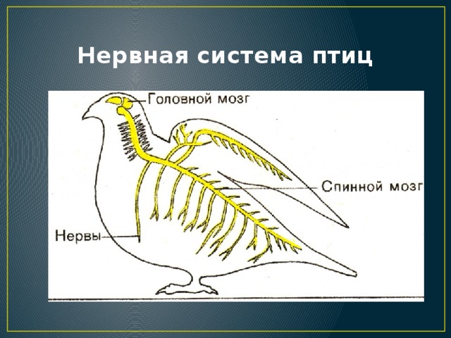 Класс птицы нервная. Схема нервной системы птицы биология 7 класс. Нервная система птиц 7 класс биология. Строение нервной системы птиц. Нервная система птиц схема.