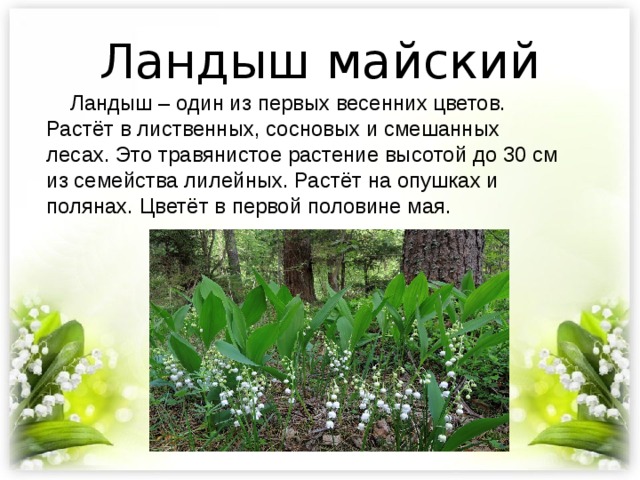 Ландыш майский  Ландыш – один из первых весенних цветов. Растёт в лиственных, сосновых и смешанных лесах. Это травянистое растение высотой до 30 см из семейства лилейных. Растёт на опушках и полянах. Цветёт в первой половине мая. 