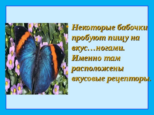 Некоторые бабочки пробуют пищу на вкус…ногами. Именно там расположены вкусовые рецепторы. 