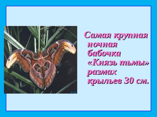  Самая крупная ночная бабочка «Князь тьмы» размах крыльев 30 см.  