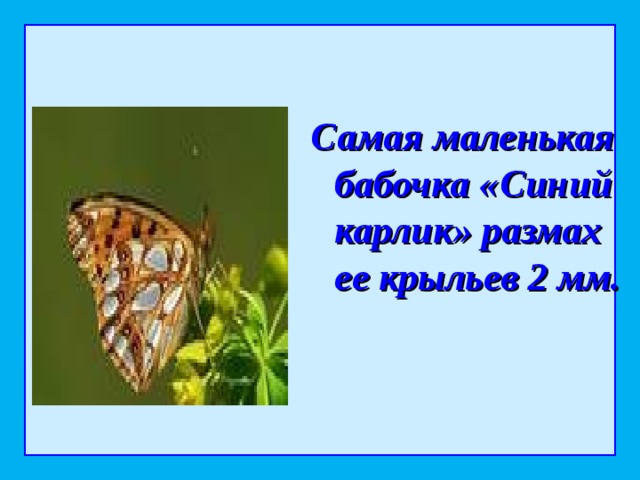 Самая маленькая бабочка «Синий карлик» размах ее крыльев 2 мм.  