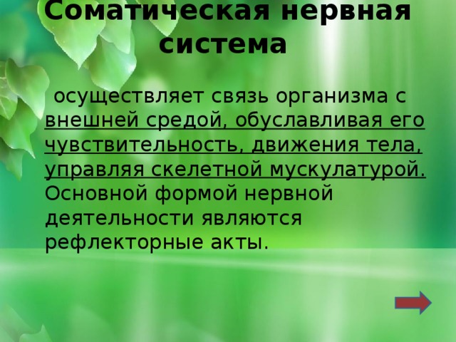 Соматическая нервная система    осуществляет связь организма с внешней средой, обуславливая его чувствительность, движения тела, управляя скелетной мускулатурой. Основной формой нервной деятельности являются рефлекторные акты. 