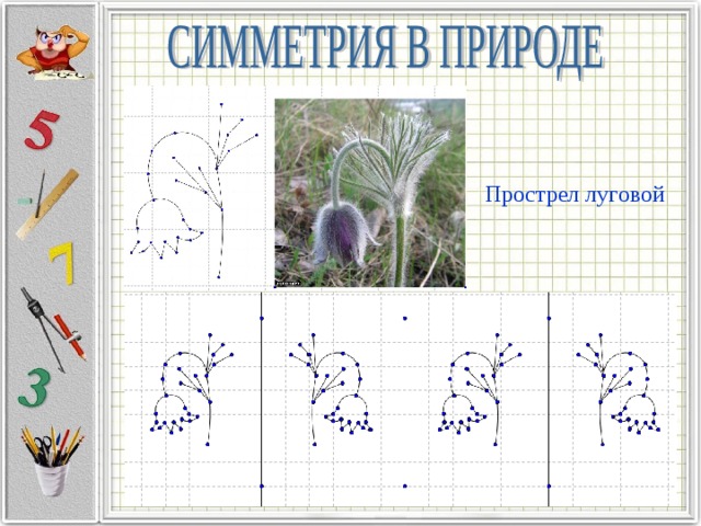 Прострел луговой 