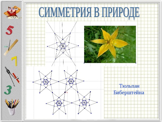 Тюльпан Биберштейна 