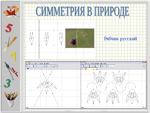 Рябчик русский 