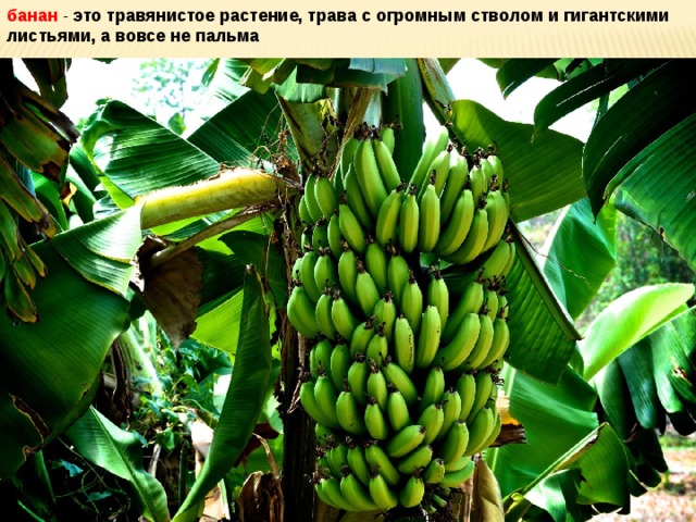 банан  - это травянистое растение, трава с огромным стволом и гигантскими листьями, а вовсе не пальма 