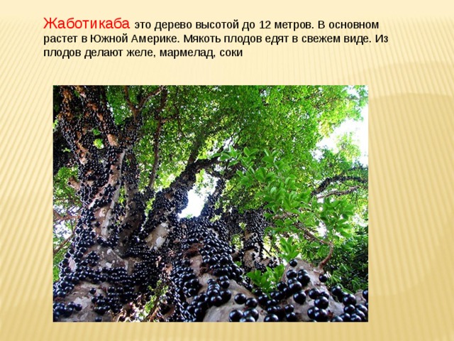 Жаботикаба это дерево высотой до 12 метров. В основном растет в Южной Америке. Мякоть плодов едят в свежем виде. Из плодов делают желе, мармелад, соки 
