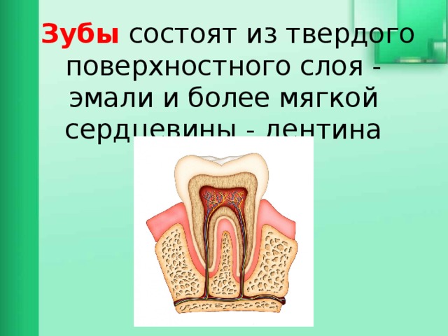  Зубы состоят из твердого поверхностного слоя - эмали и более мягкой сердцевины - дентина 