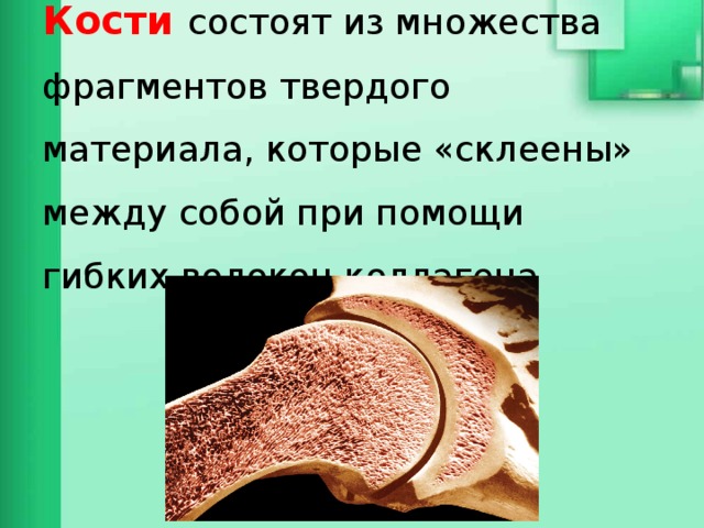 Кости состоят из множества фрагментов твердого материала, которые «склеены» между собой при помощи гибких волокон коллагена 