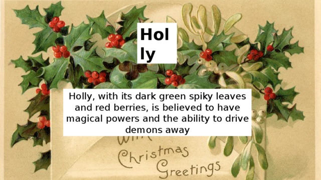 Holly Holly, with its dark green spiky leaves and red berries, is believed to have magical powers and the ability to drive demons away 