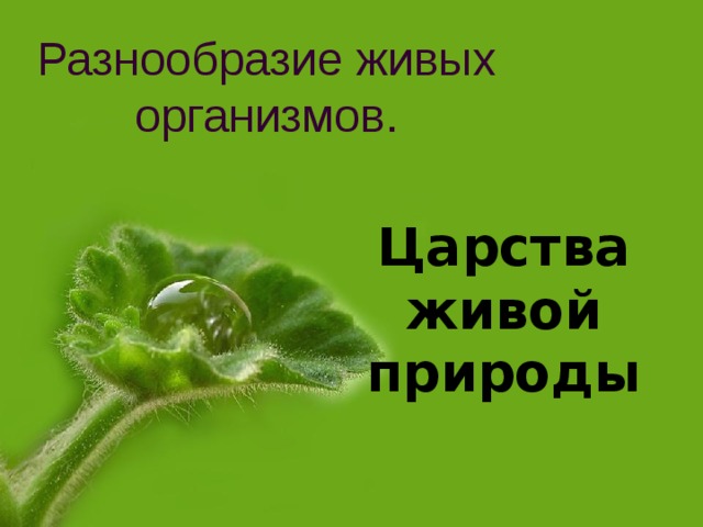 Разнообразие живых организмов. Царства живой природы 