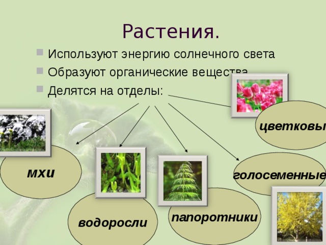 Растения производители органического вещества. Мхи образуют органические вещества. Как растения используют энергию. Что образуют растения. Цветковые растения образуют органические вещества на свету.