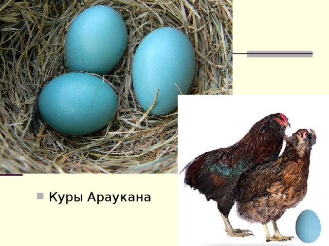 Куры Араукана 