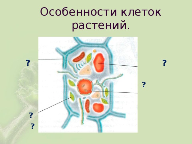 Особенности клеток растений.  ?  ?   ?   ?  ? 