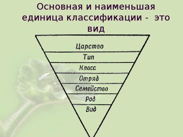 Наименьшей систематической. Основная единица классификации. Основная единица систематики. Наименьшая единица классификации. Основная и наименьшая единица систематики…...