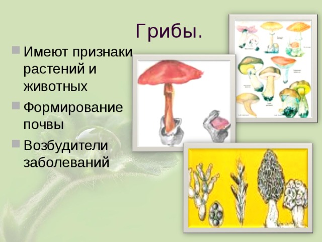 Грибы. Имеют признаки растений и животных Формирование почвы Возбудители заболеваний 