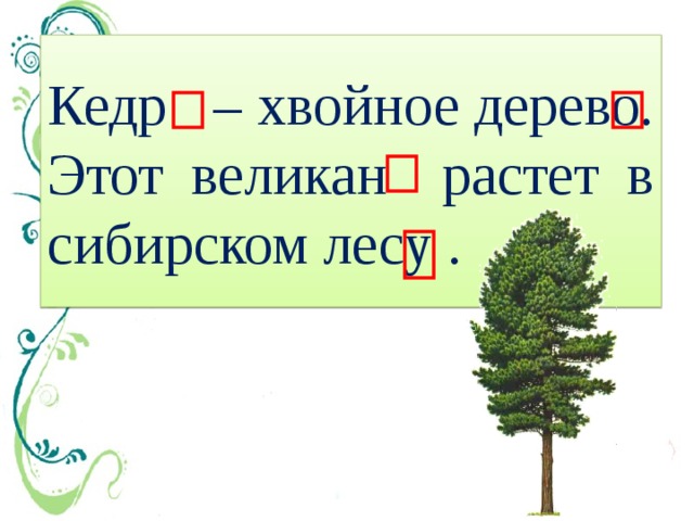 Кедр – хвойное дерево. Этот великан растет в сибирском лесу . 