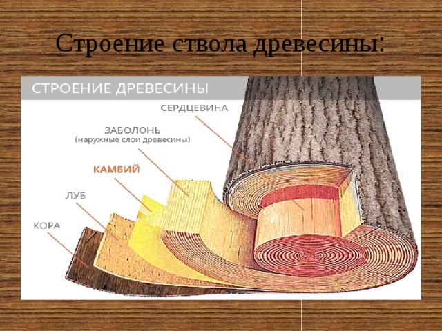 Строение ствола древесины : 