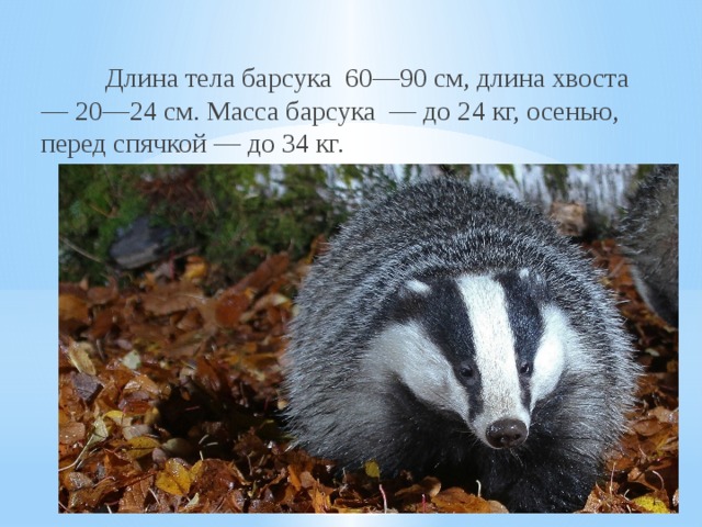 Окружающий мир ( презентация " Барсук")
