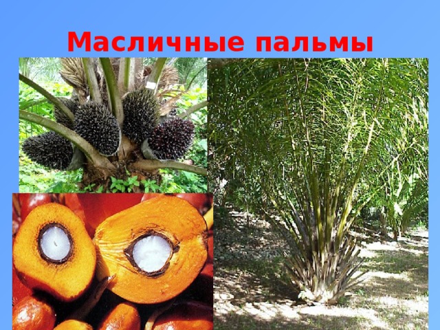 Масличная пальма рисунок