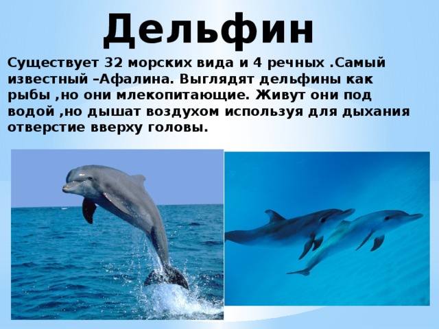 Дельфин Существует 32 морских вида и 4 речных .Самый известный –Афалина. Выглядят дельфины как рыбы ,но они млекопитающие. Живут они под водой ,но дышат воздухом используя для дыхания отверстие вверху головы. 