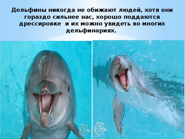 Дельфины никогда не обижают людей, хотя они гораздо сильнее нас, хорошо поддаются дрессировке и их можно увидеть во многих дельфинариях. 