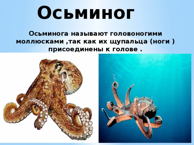 Осьминог Осьминога называют головоногими моллюсками ,так как их щупальца (ноги )присоединены к голове . 