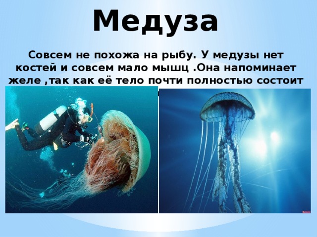 Медуза Совсем не похожа на рыбу. У медузы нет костей и совсем мало мышц .Она напоминает желе ,так как её тело почти полностью состоит из воды 