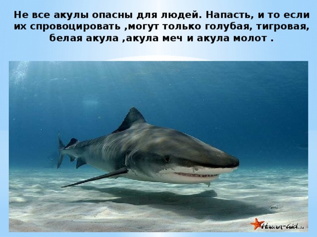 Не все акулы опасны для людей. Напасть, и то если их спровоцировать ,могут только голубая, тигровая, белая акула ,акула меч и акула молот . 