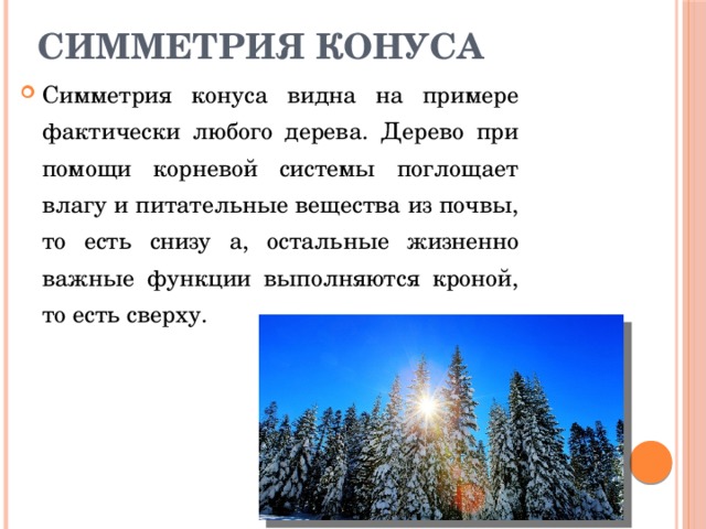 Симметрия конуса Симметрия конуса видна на примере фактически любого дерева. Дерево при помощи корневой системы поглощает влагу и питательные вещества из почвы, то есть снизу а, остальные жизненно важные функции выполняются кроной, то есть сверху.  