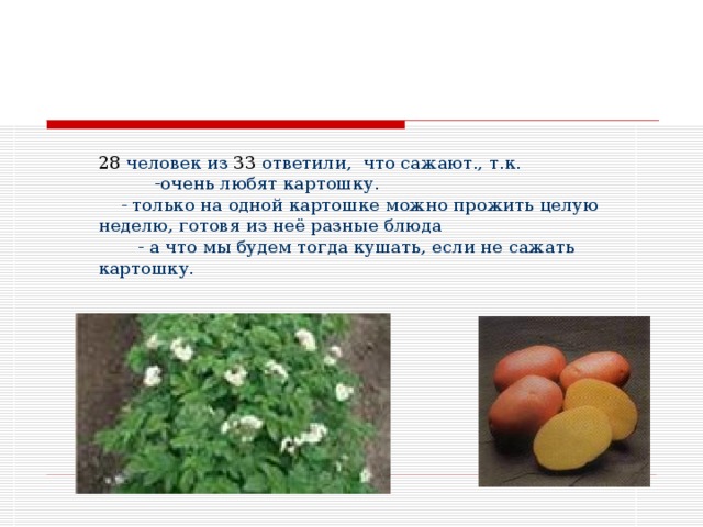 28 человек из 33 ответили, что сажают., т.к.  -очень любят картошку.  - только на одной картошке можно прожить целую неделю, готовя из неё разные блюда  - а что мы будем тогда кушать, если не сажать картошку.  