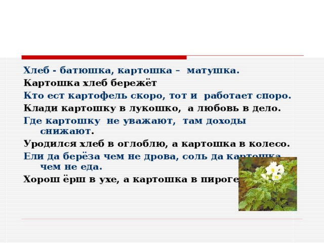 Хлеб - батюшка, картошка – матушка. Картошка хлеб бережёт Кто ест картофель скоро, тот и работает споро. Клади картошку в лукошко, а любовь в дело. Где картошку не уважают, там доходы снижают . Уродился хлеб в оглоблю, а картошка в колесо. Ели да берёза чем не дрова, соль да картошка, чем не еда. Хорош ёрш в ухе, а картошка в пироге. 