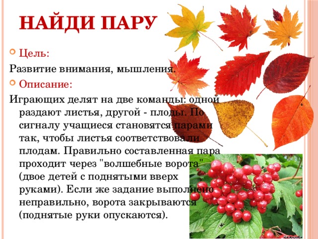 Найди пару   Цель: Развитие внимания, мышления. Описание: Играющих делят на две команды: одной раздают листья, другой - плоды. По сигналу учащиеся становятся парами так, чтобы листья соответствовали плодам. Правильно составленная пара проходит через 