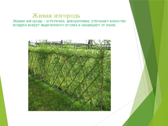  Живая изгородь  Живая изгородь – эстетична, декоративна, улучшает качество воздуха вокруг выделенного уголка и защищает от пыли.   