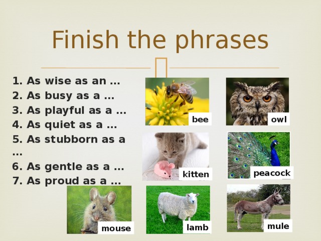 Finish the phrases 1. As wise as an … 2. As busy as a … 3. As playful as a … 4. As quiet as a … 5. As stubborn as a … 6. As gentle as a … 7. As proud as a … bee ow l peacock kitten mule lamb mouse 