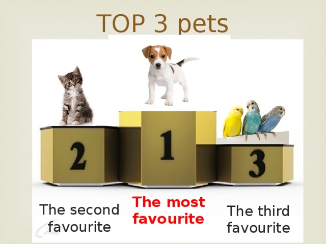 TOP 3 pets The most favourite The second favourite The third favourite 