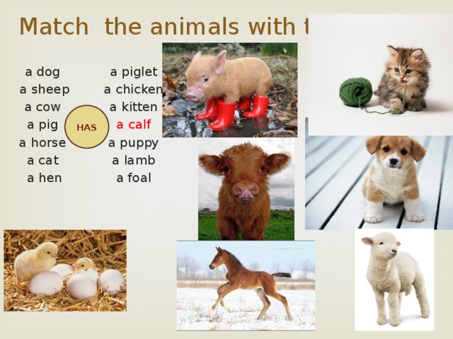 Match the animals with their young a piglet a chicken a dog a kitten a sheep a cow a calf a pig a puppy a lamb a horse a cat a foal a hen HAS 