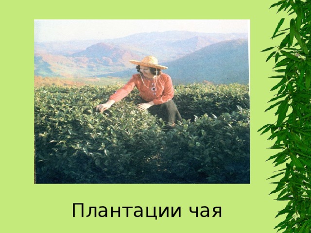 Плантации чая