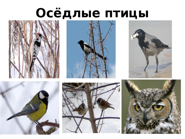 Оседлые это какие. Оседлые птицы. Оседлые зимующие птицы. Оседлые птицы примеры. Строение оседлых птиц.
