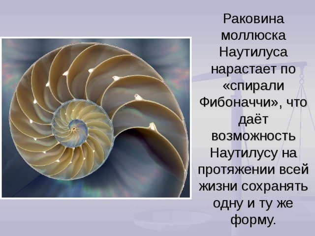 Раковина моллюска Наутилуса нарастает по «спирали Фибоначчи», что даёт возможность Наутилусу на протяжении всей жизни сохранять одну и ту же форму. 